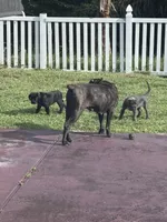 Iceland , a female Cane Corso for sale in Hollywood, FL – 6 of 7
