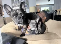 Blue Brindle, a male French Bulldog for sale in Wauseon, OH – Photo 5 of 8