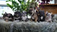 Blue Brindle, a male French Bulldog for sale in Wauseon, OH – Photo 4 of 8