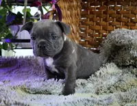Blue Brindle, a male French Bulldog for sale in Wauseon, OH – Photo 7 of 8