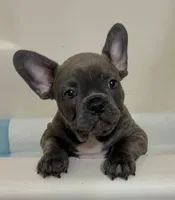 Blue Brindle, a male French Bulldog for sale in Wauseon, OH – Photo 2 of 8