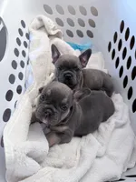 Blue Brindle, a male French Bulldog for sale in Wauseon, OH – Photo 3 of 8