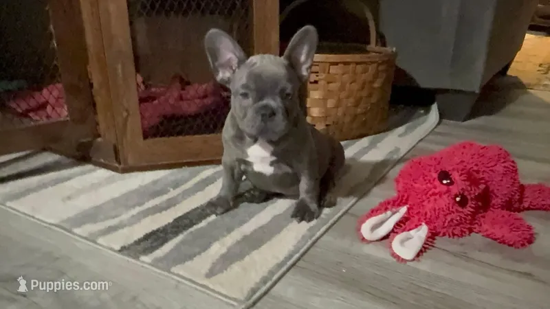 Blue Brindle – French Bulldog puppy for sale in Wauseon, OH