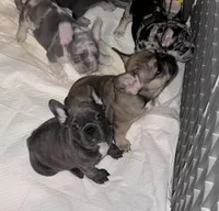 Blue Brindle, a male French Bulldog for sale in Wauseon, OH – Photo 6 of 8