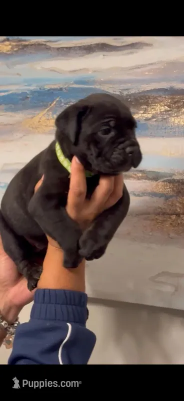 Pepper – Cane Corso puppy for sale in Memphis, TN