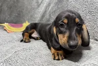 Boy7 AKC, a male Miniature Dachshund for sale in Bellmawr, NJ – 5 of 5