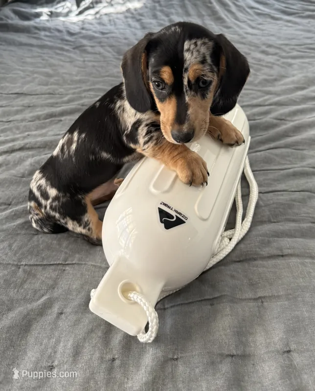 Boy3  AKC – Miniature Dachshund puppy for sale in Bellmawr, NJ