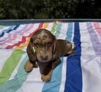 Boy6 AKC , a male Miniature Dachshund for sale in Bellmawr, NJ – 3 of 5