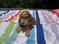 Boy6 AKC , a male Miniature Dachshund for sale in Bellmawr, NJ – 5 of 5