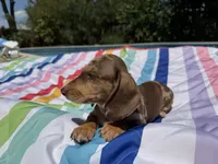 Boy6 AKC , a male Miniature Dachshund for sale in Bellmawr, NJ – 4 of 5