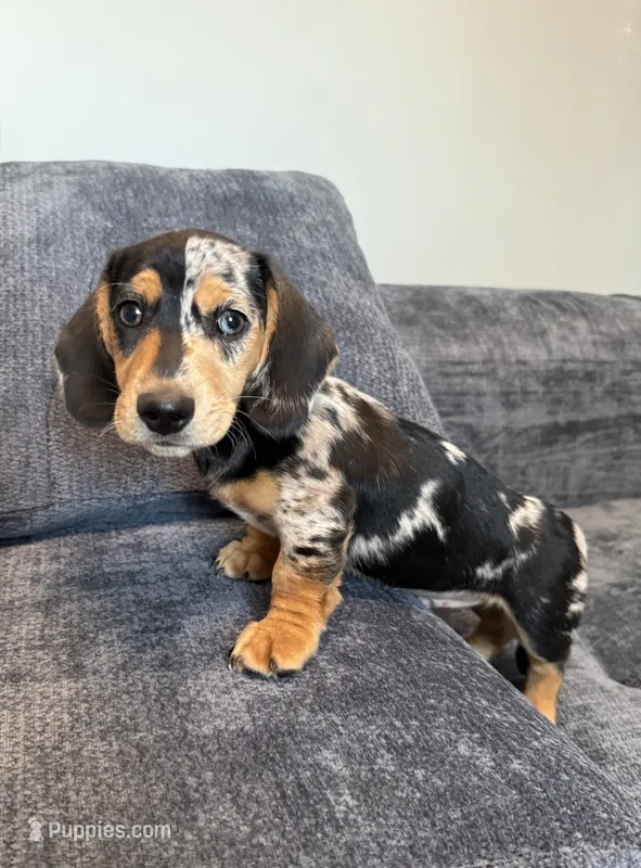 Boy3  AKC – Miniature Dachshund puppy for sale in Bellmawr, NJ