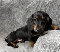 Boy7 AKC, a male Miniature Dachshund for sale in Bellmawr, NJ – 4 of 5