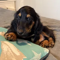 Boy5 AKC long-hair, a male Miniature Dachshund for sale in Bellmawr, NJ – 1 of 2
