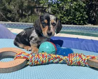Boy 2, a male Miniature Dachshund for sale in Bellmawr, NJ – 2 of 3