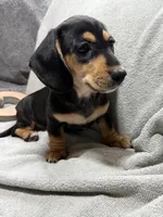 Girl  AKC, a female Miniature Dachshund for sale in Bellmawr, NJ – 3 of 3