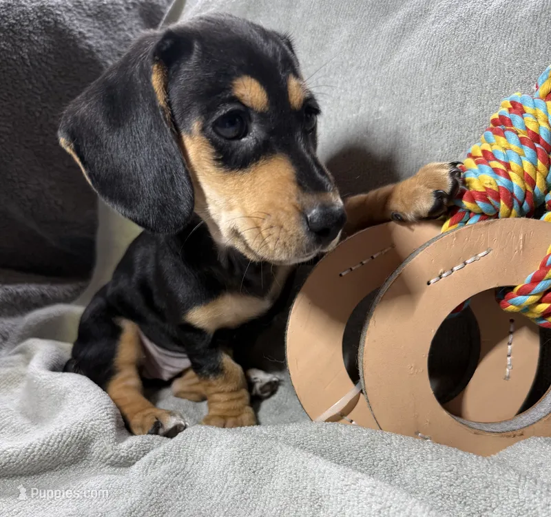 Girl  AKC – Miniature Dachshund puppy for sale in Bellmawr, NJ