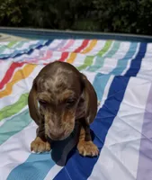 Boy6 AKC , a male Miniature Dachshund for sale in Bellmawr, NJ – 2 of 5