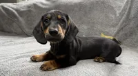 Boy7 AKC, a male Miniature Dachshund for sale in Bellmawr, NJ – 1 of 5