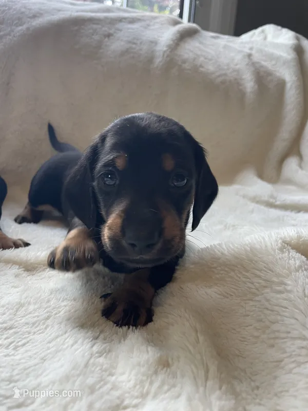 Boy7 AKC – Miniature Dachshund puppy for sale in Bellmawr, NJ