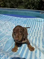Boy2 AKC, a male Miniature Dachshund for sale in Bellmawr, NJ – 2 of 3