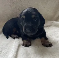 Boy5 AKC, a male Miniature Dachshund for sale in Bellmawr, NJ – 1 of 3