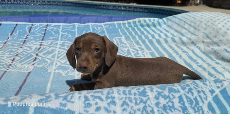 Boy2 AKC – Miniature Dachshund puppy for sale in Bellmawr, NJ