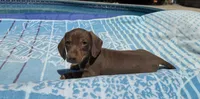 Boy2 AKC, a male Miniature Dachshund for sale in Bellmawr, NJ – 1 of 3