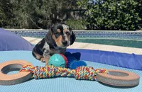 Boy 2, a male Miniature Dachshund for sale in Bellmawr, NJ – 3 of 3