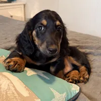 Boy5 AKC long-hair, a male Miniature Dachshund for sale in Bellmawr, NJ – 2 of 2