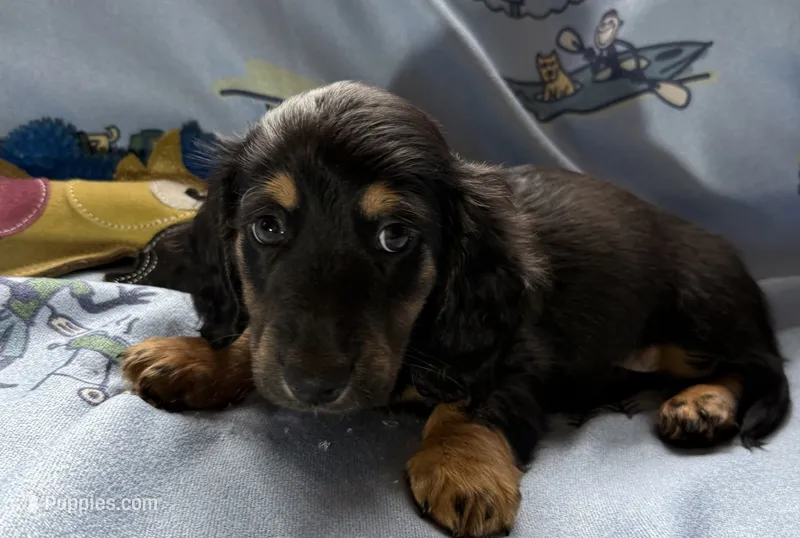 Boy5 AKC long-haired – Miniature Dachshund puppy for sale in Bellmawr, NJ