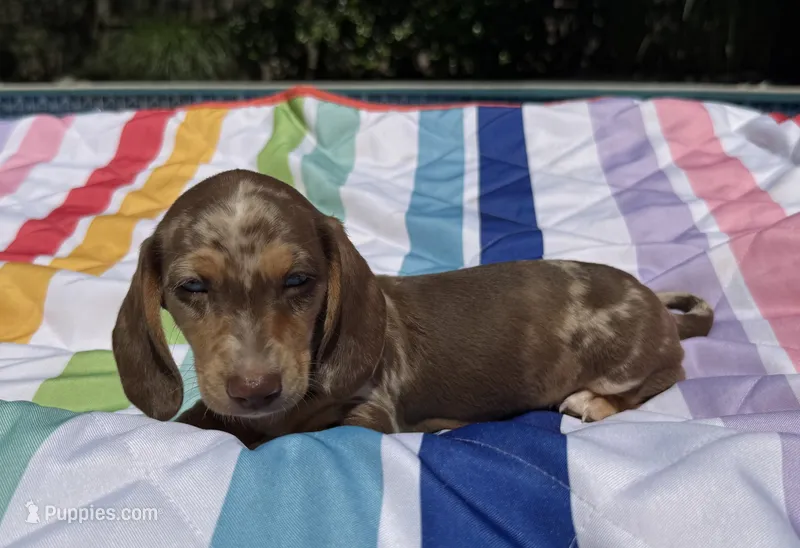 Boy6 AKC  – Miniature Dachshund puppy for sale in Bellmawr, NJ
