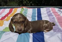 Boy6 AKC , a male Miniature Dachshund for sale in Bellmawr, NJ – 1 of 5