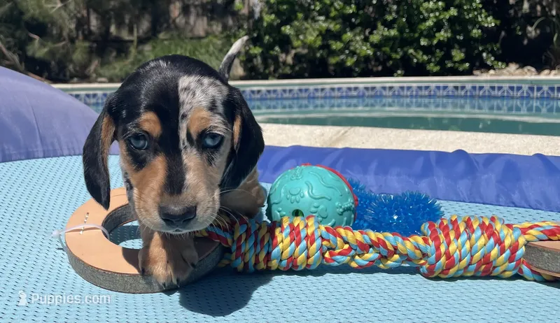 Boy 2, a male Miniature Dachshund for sale in Bellmawr, NJ – 1 of 3