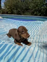 Boy2 AKC, a male Miniature Dachshund for sale in Bellmawr, NJ – 3 of 3