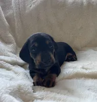 Boy7 AKC, a male Miniature Dachshund for sale in Bellmawr, NJ – 2 of 2