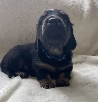 Boy5 AKC, a male Miniature Dachshund for sale in Bellmawr, NJ – 3 of 3