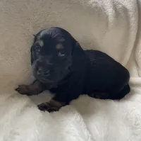 Boy5 AKC, a male Miniature Dachshund for sale in Bellmawr, NJ – 2 of 3