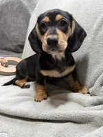 Girl  AKC, a female Miniature Dachshund for sale in Bellmawr, NJ – 2 of 3