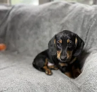 Boy7 AKC, a male Miniature Dachshund for sale in Bellmawr, NJ – 2 of 5