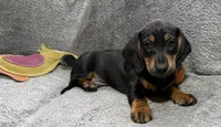 Boy7 AKC, a male Miniature Dachshund for sale in Bellmawr, NJ – 3 of 5
