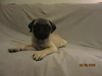 Clyde, a male Pug for sale in Port Charlotte, FL – 7 of 10