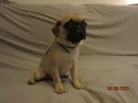 Lenny, a male Pug for sale in Port Charlotte, FL – 3 of 10