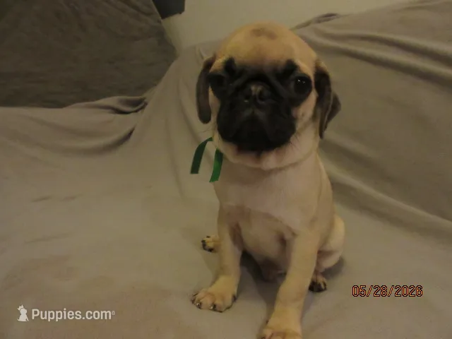 Lenny – Pug puppy for sale in Port Charlotte, FL