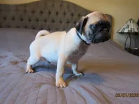Tucker, a male Pug for sale in Port Charlotte, FL – 2 of 9