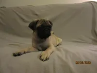 Clyde, a male Pug for sale in Port Charlotte, FL – 8 of 10