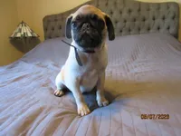 Tucker, a male Pug for sale in Port Charlotte, FL – 6 of 9