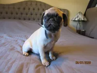 Tucker, a male Pug for sale in Port Charlotte, FL – 5 of 9