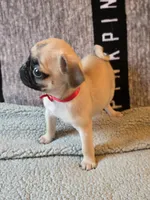 Rosy, a female Pug for sale in Port Charlotte, FL – 8 of 8