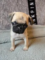 Rosy, a female Pug for sale in Port Charlotte, FL – 3 of 8