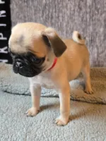 Rosy, a female Pug for sale in Port Charlotte, FL – 5 of 8